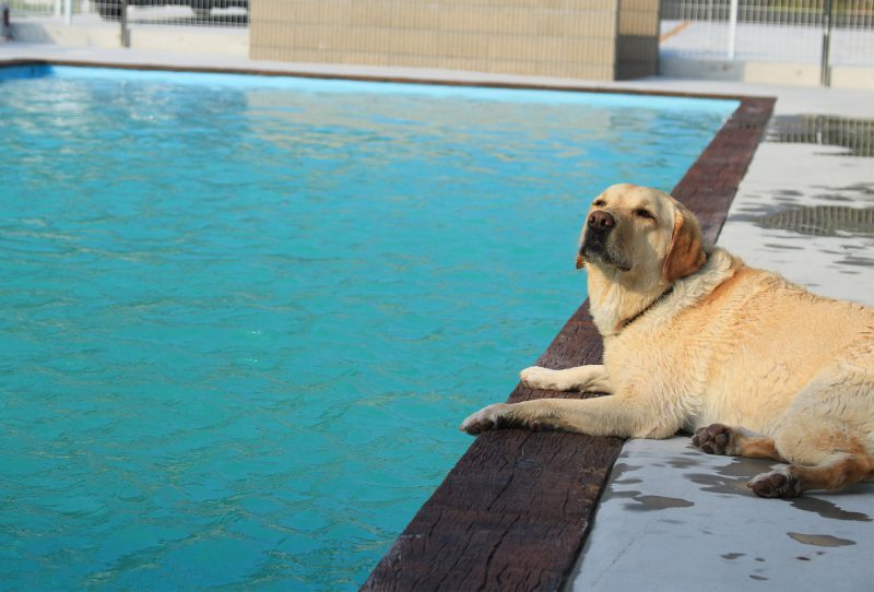 大型犬歓迎の ドッグプール こだわりのプールを加東市東条で施工