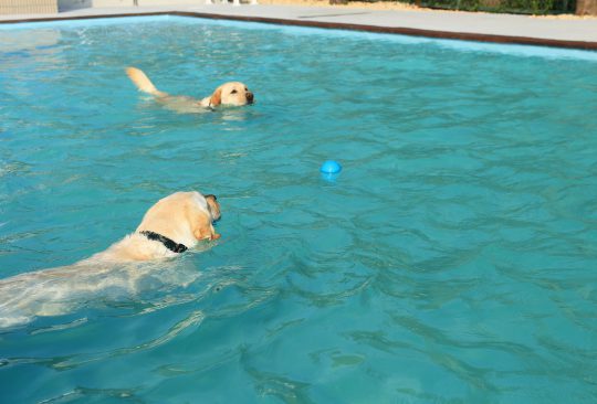 大型犬歓迎の ドッグプール こだわりのプールを加東市東条で施工